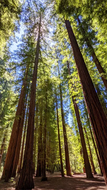 Smithe Redwoods State Natural Reserve
