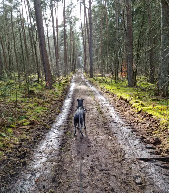 Utrechtse Heuvelrug National Park
