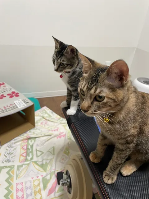 保護猫カフェ あみ トリミングサロンあみ