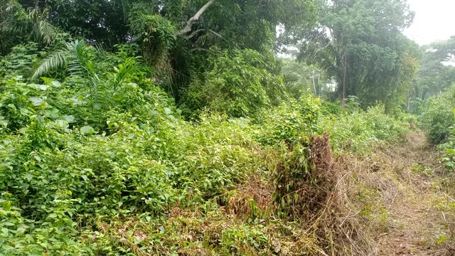 Le Vip du Petit Génie
