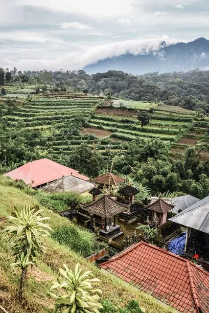 Petik Strawberry Padusan, Pacet