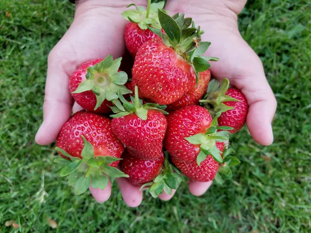 Mitchell's Berries & Blooms