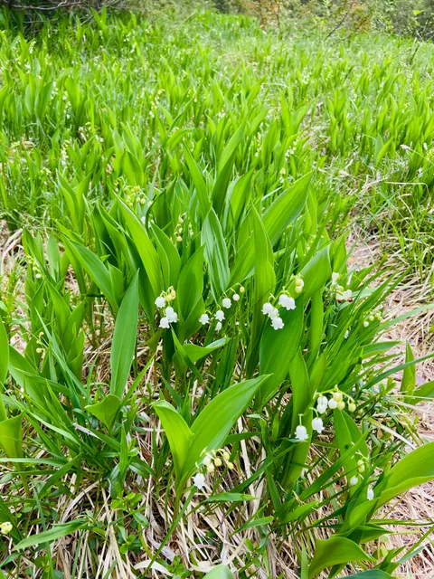 Frauenschuhgebiet Martinauer Au