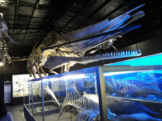 D' Bone Collector Museum