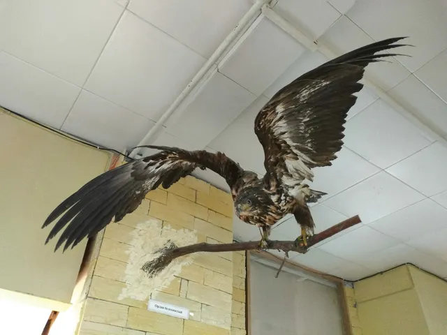 National History Museum of the city of Anapa