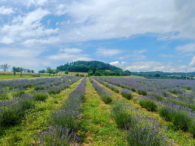 Levandulový statek Bezděkov