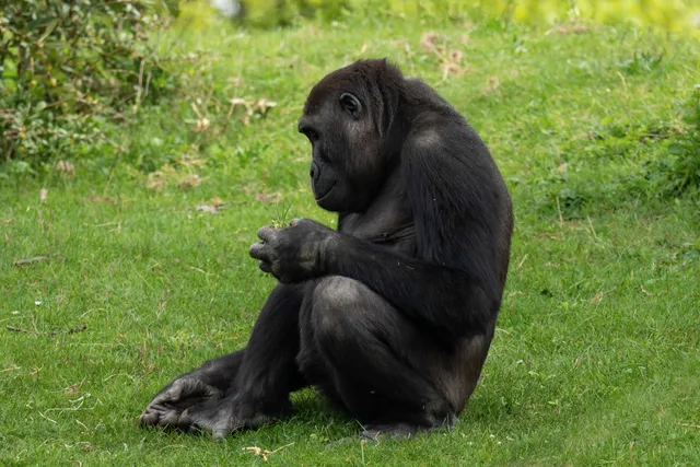 Gorilla Pavilion - Méfou Centre