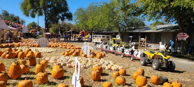 Magic Pumpkin Patch