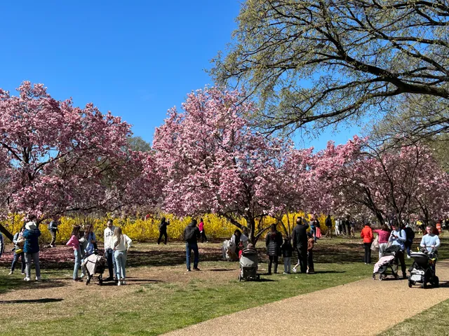 Indicator Tree for Cherry Blossom