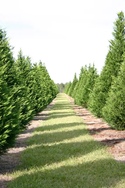 Steele's Christmas Tree Farm