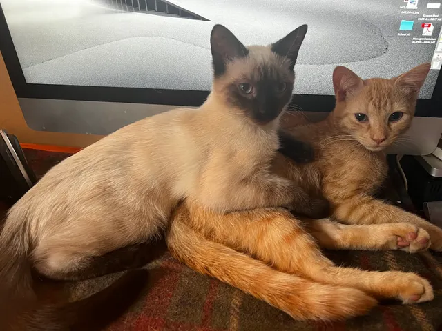 Floyd County Humane Society, Inc