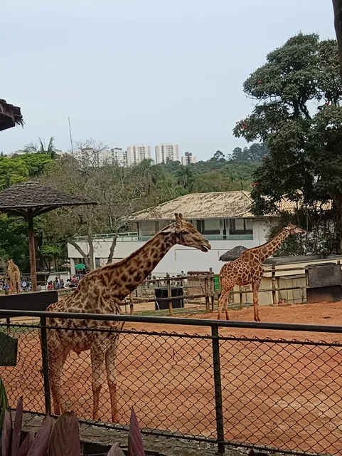 Zoológico Casa das Girafas