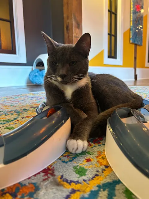 Mac Tabby Cat Cafe - Concord