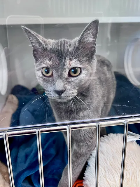 OBX SPCA Dare County Animal Shelter