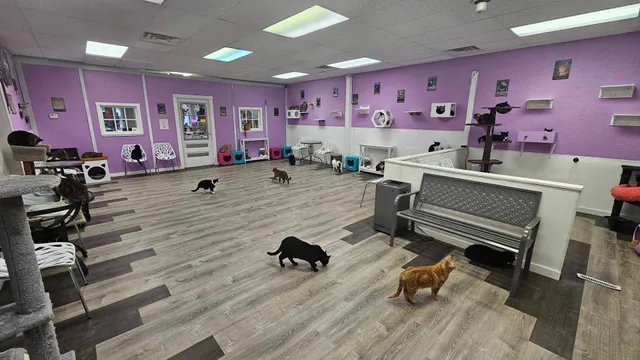 Karma Kat Cafe & Rescue