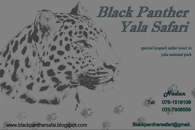 yala safari kataragama - yala safari jeep tours