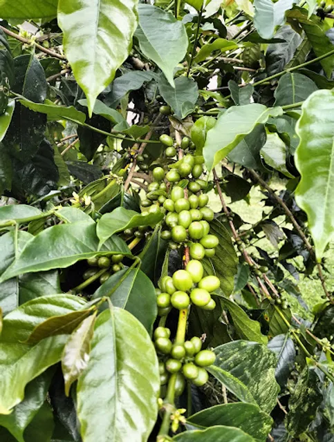 Bedugul luwak coffee & coffee plantation