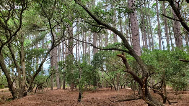 Currituck National Wildlife Refuge