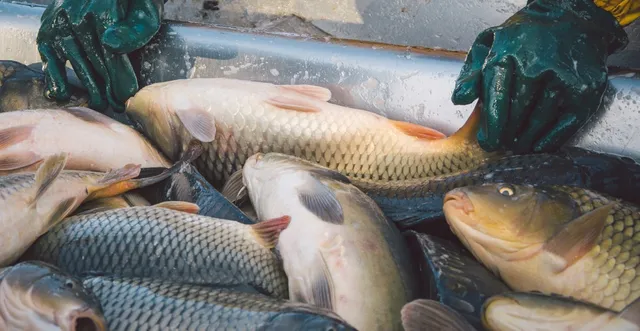 Zetts Tri-State Fish Farm & Hatchery