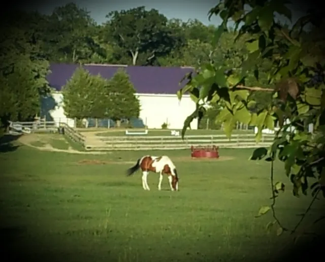 Soft Landing Stables