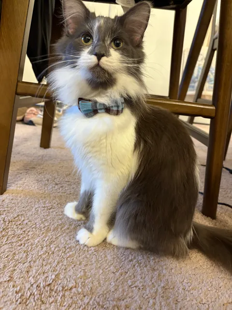 Wood County Humane Society