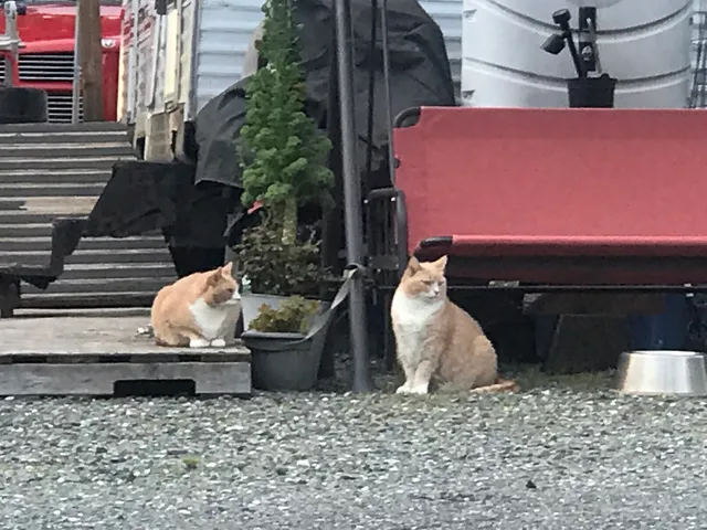 Happy Tails Pet Supplies