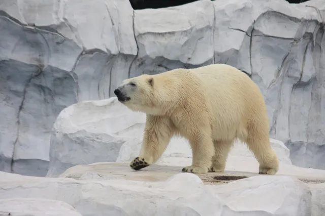 Detroit Zoological Society