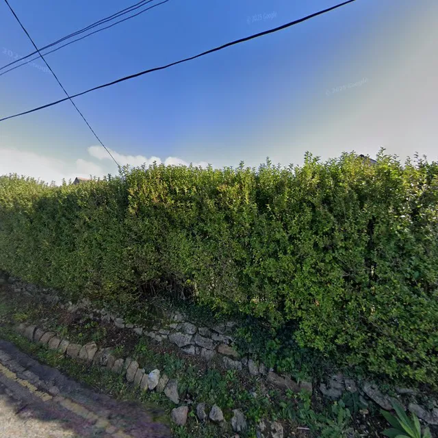 Sea Breeze Driftwood