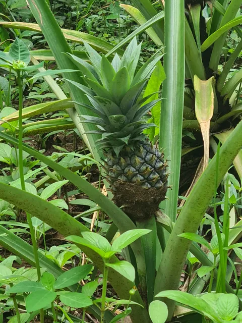 Hakuna Matata Spice Farm