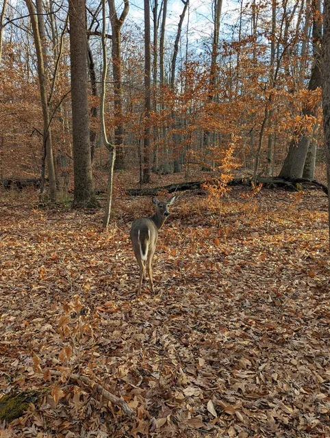 Loantaka Brook Park, Madison, NJ