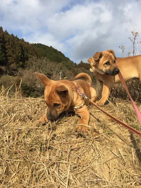 Animal Refuge Kansai Osaka