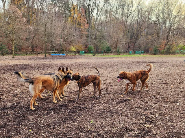 Curtis Dog Park