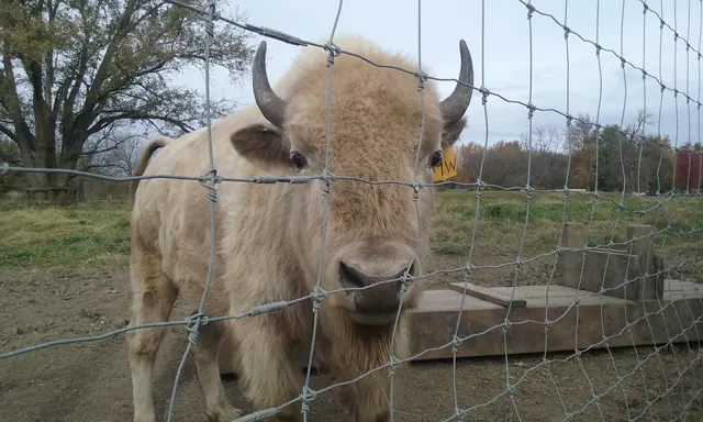 Rubber Duck Outfitters Inc