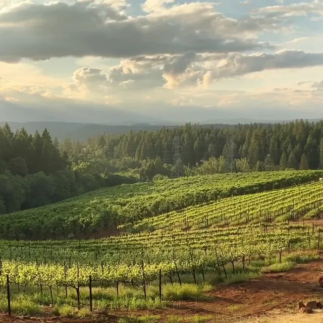 Edio Vineyards at Delfino Farms