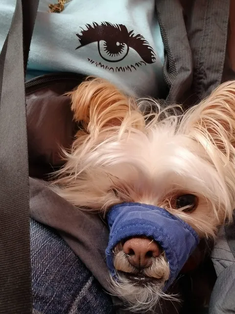 Mayfair Animal Hospital