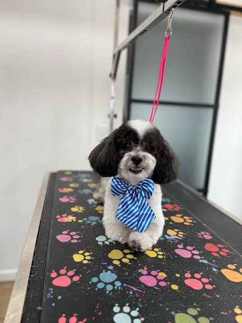 Petsfriends Grooming & Café