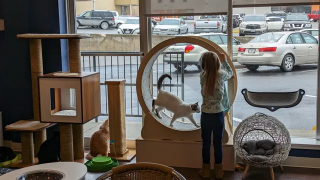Bertha's Beans Cat Cafe