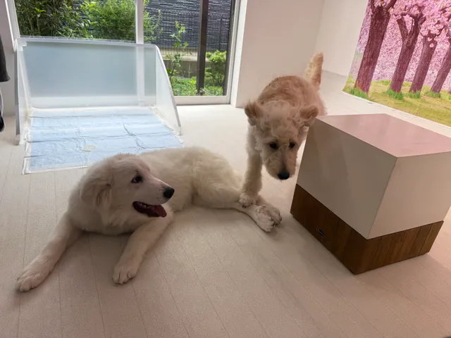 大型犬カフェ PawsFan(パウズファン)