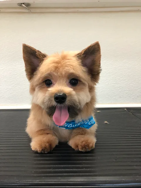 MoPetCo - Mobile Pet Grooming