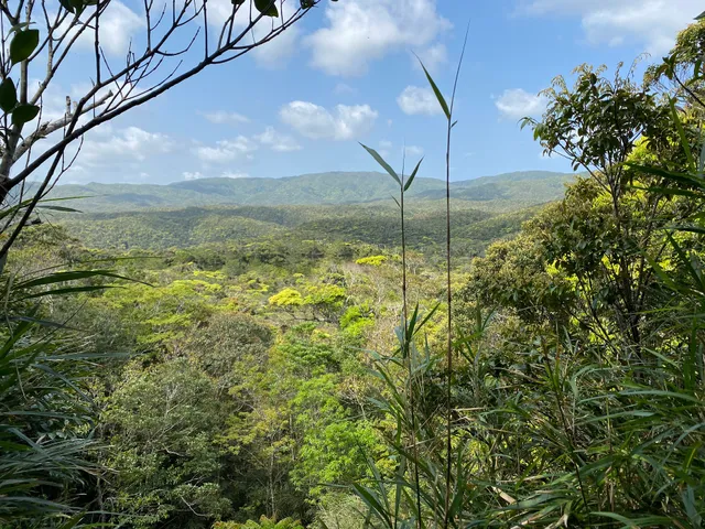 Yambaru Discovery Forest