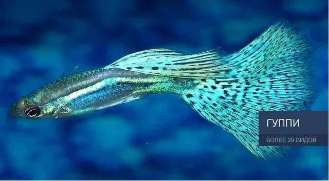 Bestfish24 — частная рыборазводня, более 280 видов рыбок разного размера и цвета