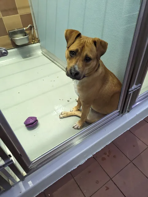 Bianca's Furry Friends Feline Adoption Center