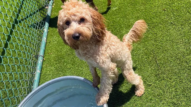 The Dawg House of Gulfport