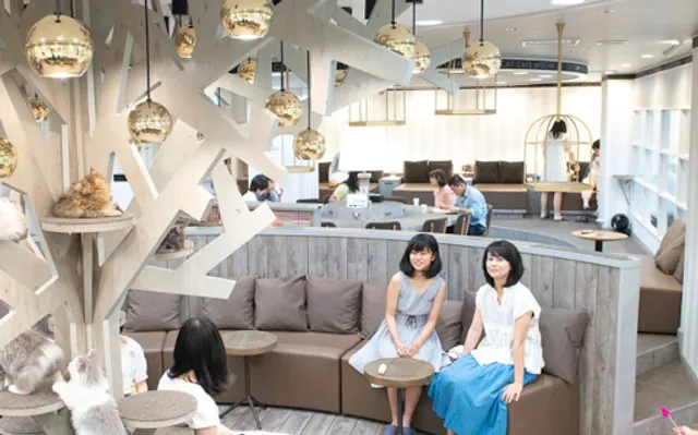 cat cafe MOCHA Tachikawa Store