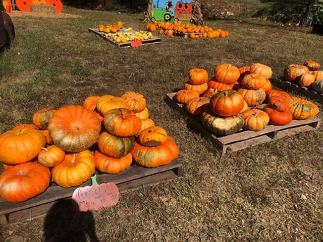Rocky Hollow Pumpkin Patch
