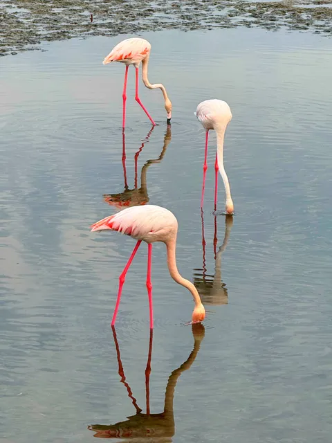 Flamingo Hide