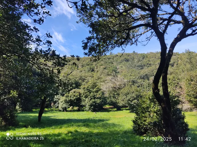 Chão dos Louros forest park