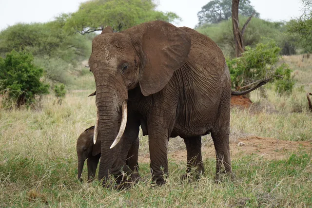 Wildlife Oasis Tours