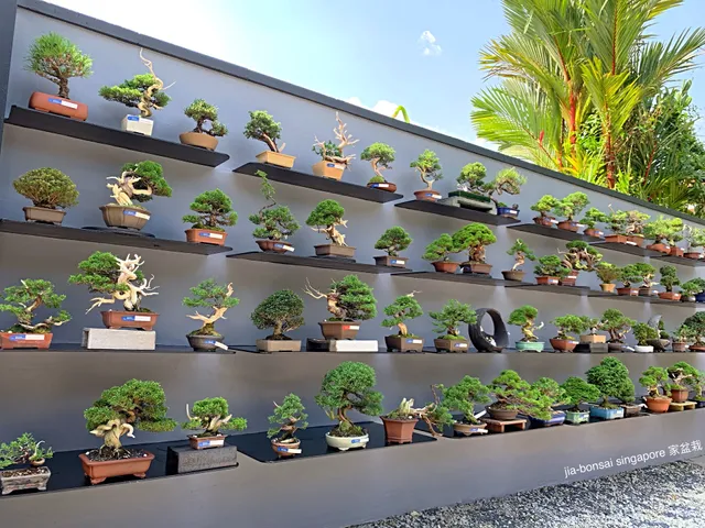 JIA Bonsai Singapore