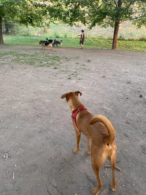 Fairmont Dog Park